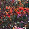 shawl autumn twill