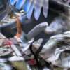 shawl, zijden, print, kraanvogel